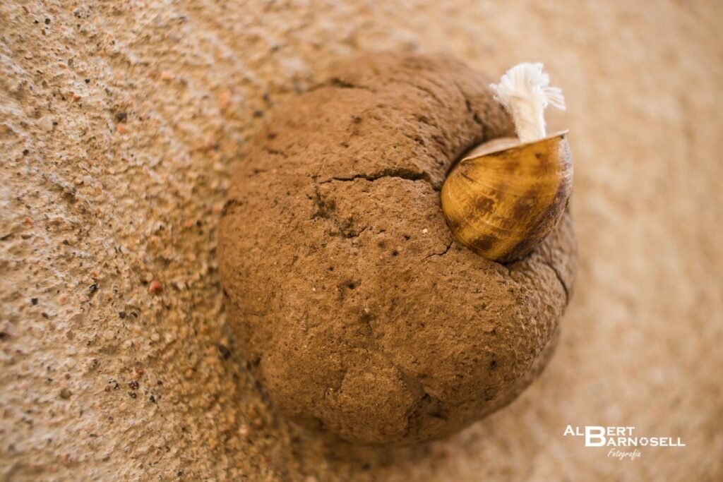 Detalle de un caracol en la Calle de los Caracoles de Verges
